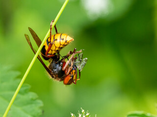 Hornisse (Vespa crabro)