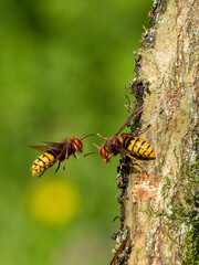 Hornisse (Vespa crabro)