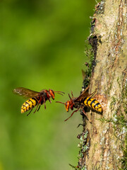 Hornisse (Vespa crabro)