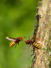 Hornisse (Vespa crabro)