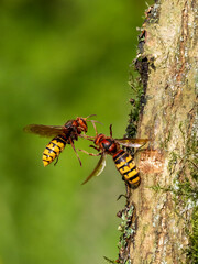 Hornisse (Vespa crabro)