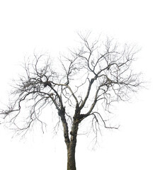Withered