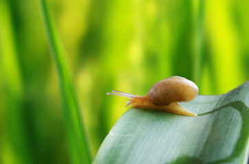 leaves and snail