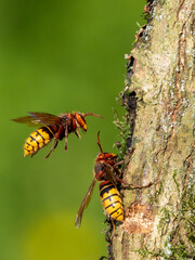 Hornisse (Vespa crabro)