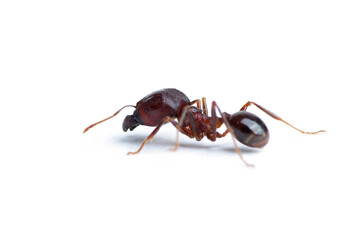 Ant