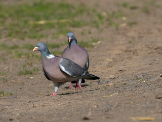 Ringeltaube (Columba palumbus)