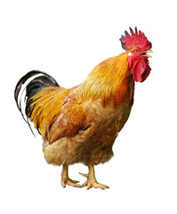 Cock