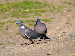 Ringeltaube (Columba palumbus)