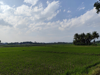 The view of rice fields in rural Indonesia during the day with the sky and trees in Indonesia looks very beautiful.