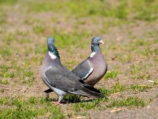 Ringeltaube (Columba palumbus)