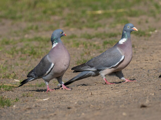 Ringeltaube (Columba palumbus)