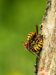 Hornisse (Vespa crabro)