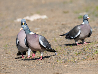 Ringeltaube (Columba palumbus)