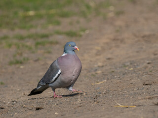 Ringeltaube (Columba palumbus)