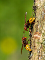 Hornisse (Vespa crabro)
