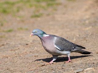 Ringeltaube (Columba palumbus)