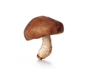 Fresh mushrooms, isolated on a white background.