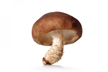 Fresh mushrooms, isolated on a white background.