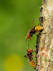 Hornisse (Vespa crabro)