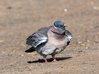 Ringeltaube (Columba palumbus)