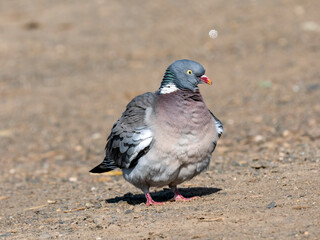 Ringeltaube (Columba palumbus)