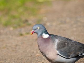 Ringeltaube (Columba palumbus)