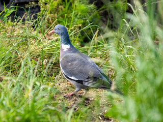 Ringeltaube (Columba palumbus)