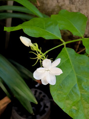 White jasmine flowers bloom naturally.
