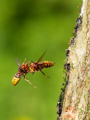 Hornisse (Vespa crabro)