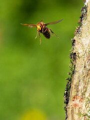 Hornisse (Vespa crabro)