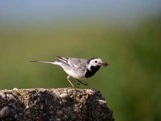 Bachstelze (Motacilla alba)