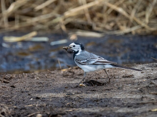 Bachstelze (Motacilla alba)