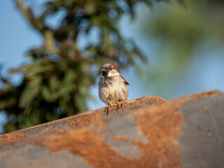 Haussperling (Passer domesticus)
