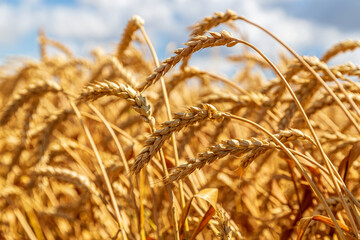 Gold wheat field and blue sky