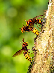 Hornisse (Vespa crabro)