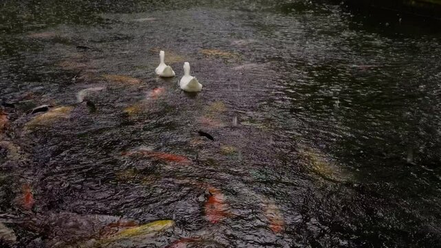 Koi Fish and Ducks in a Rainy Temple Pool
A serene view of koi fish swimming with occasional ducks in a peaceful temple pool during rain.