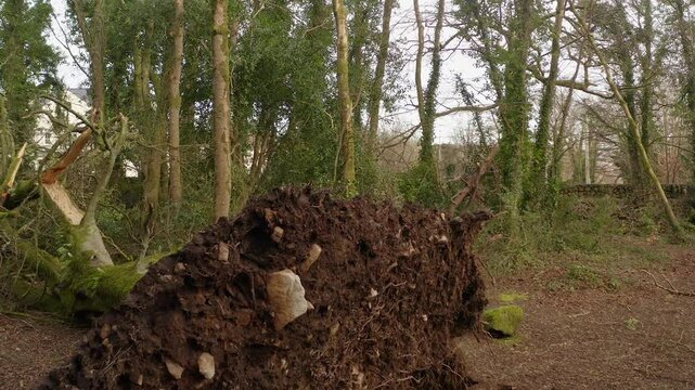 Storm ravaged woodland with fallen tree trunks and scattered forest debris, approach to underside of rootball uprooted violently
