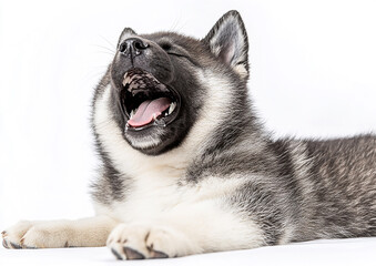 Obraz premium Cute dog photo, pet dog close-up