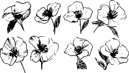 Hand-Drawn Poppy Flower Illustrations