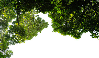 Fototapeta premium Tropical plants bush on isolated against transparent background. Tree for reducing carbon dioxide concept