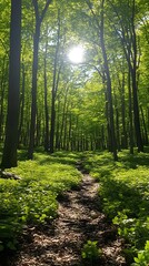 Obraz premium forest with a feeling of peace and tranquility