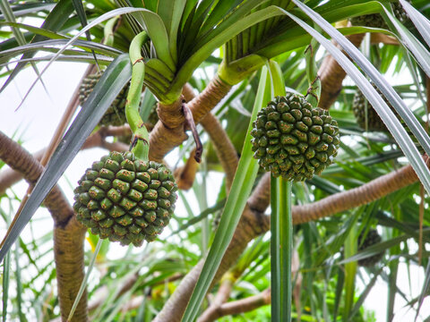 Close-up of Common Screw Pine Fruit (Pandanus utilis)