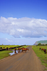 Roads of Rapa Nui, Easter Island, Chile