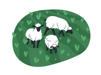 Sheep, farm animals grazing in green field. Woolly livestock, rural country fauna, ewes herd in summer countryside, eating grass. Flat graphic vector illustration isolated on white background