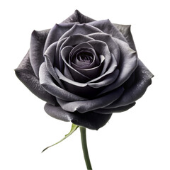 Black rose isolated on transparent background
