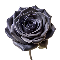 Black rose isolated on transparent background