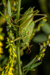 Great Green Bush-cricket - Tettigonia viridissima, large green grasshopper from European meadows and bushes, Zlin, Czech Republic.