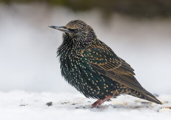 Adult common starling (Sturnus vulgaris) looking curiously and posing in snow for a portrait in winter cold   