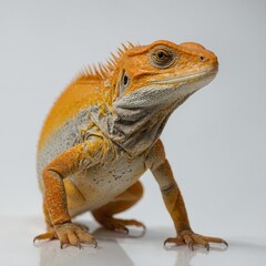 Obraz premium A yellow-orange lizard with a reflective sheen on its skin, standing still against a white backdrop.