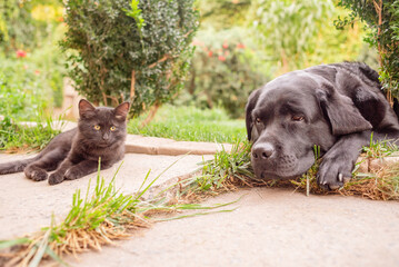 Dog and cat. A black kitten and a black Labrador Retriever are lying in the yard.